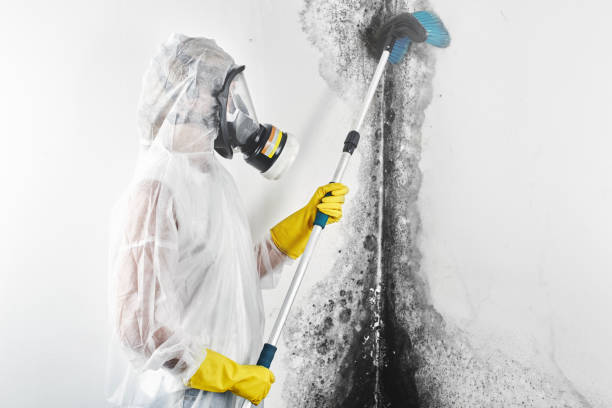 Best Mold removal after water damage  in Albany, KY